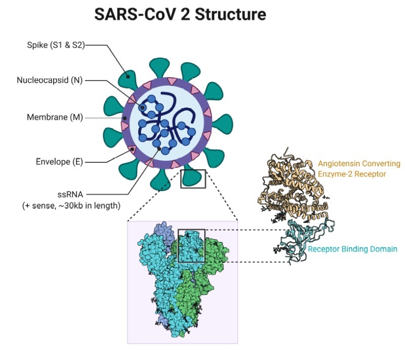 SARS CoV2 Virus